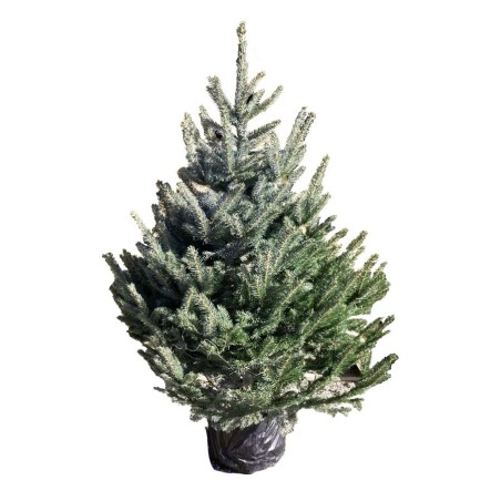 Pungens en Pot - 150 cm