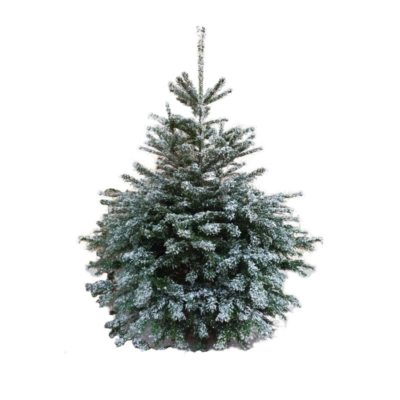 Sapin givré blanc 180/200 cm