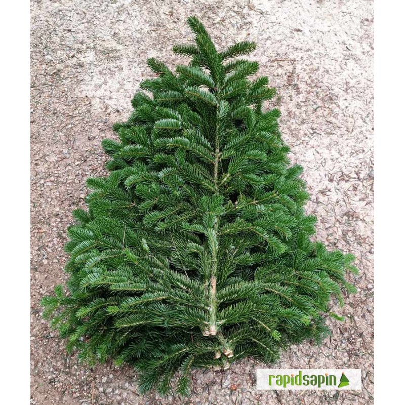 Lot de 10 branches de Nordmann