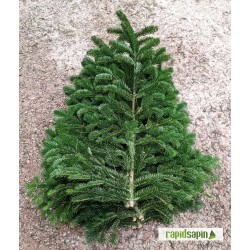 Lot de 10 branches de Nordmann