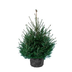 Epicea en pot - 100/125 cm