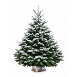 Sapin enneigé blanc 100/120 cm