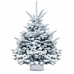 Sapin floqué blanc 100/120