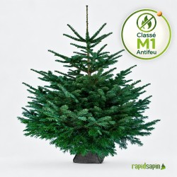 Nordmann vert M1 100/125 cm