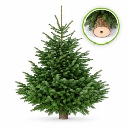 Sapin Nordmann de 230/250 cm avec le tronc percé pour les supports à réserve d'eau