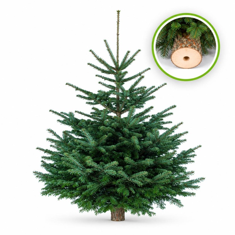 sapin nordmann  110/130 cm tronc percé pour support à réserve d'eau