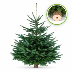 sapin nordmann  140/160 cm tronc percé pour support à réserve d'eau