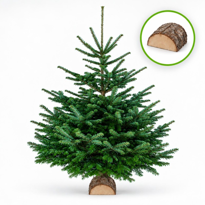sapin nordman 110/130 cm sur bûche