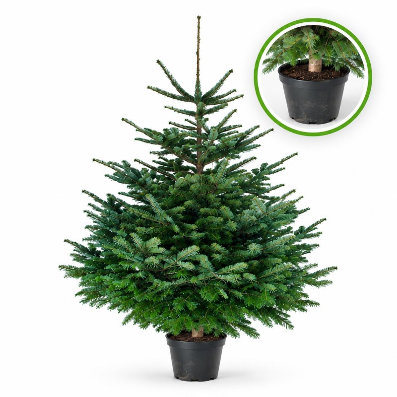 Nordmann en pot - 175 / 200 cm