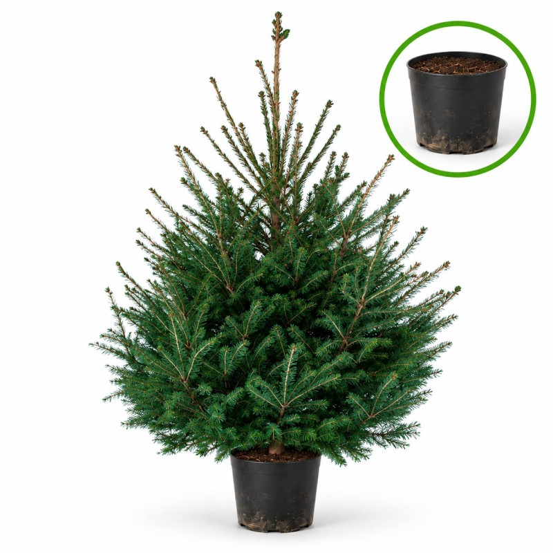 Epicea en pot - 100/125 cm